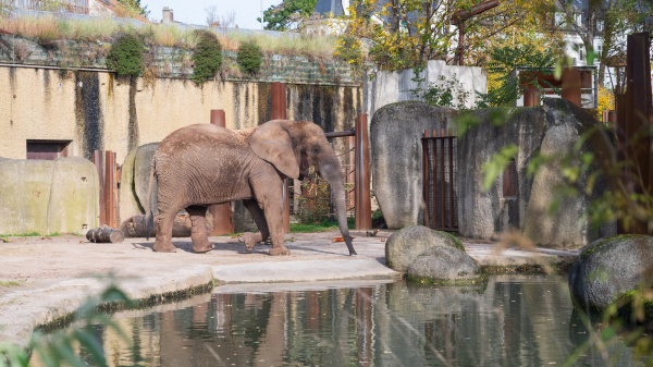Basler Zolli ohne Elefanten, © Zoo Basel