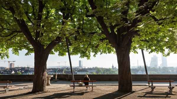 Die ältesten Lebewesen der Stadt: Basel und seine Bäume, © Christian Flierl