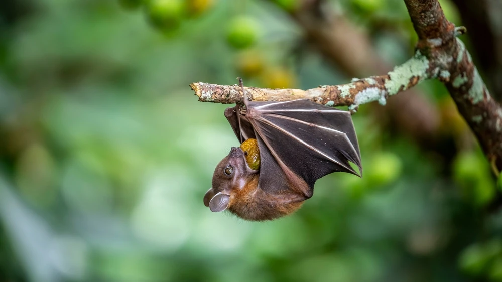 Yarasa Isırığı Ölüm Getirdi: ABD'de Öğretmen Hayatını Kaybetti, © shutterstock Yarasa Isırığı Ölüm Getirdi: ABD'de Öğretmen Hayatını Kaybetti, © shutterstock