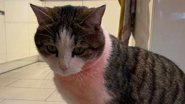 Unbekannter Täter besprüht Kater mit Farbe, © Quelle: Schaffhauser Polizei