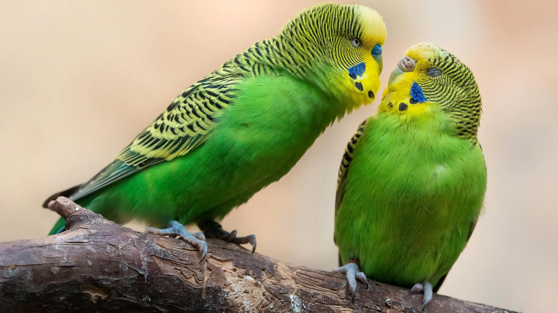 © William Warby © William Warby