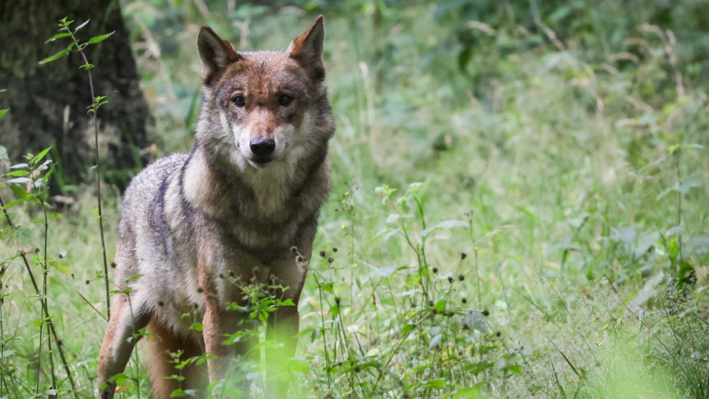 Im Gebiet um Sennwald SG kann ein Wolf geschossen werden, © Keystone/SDA