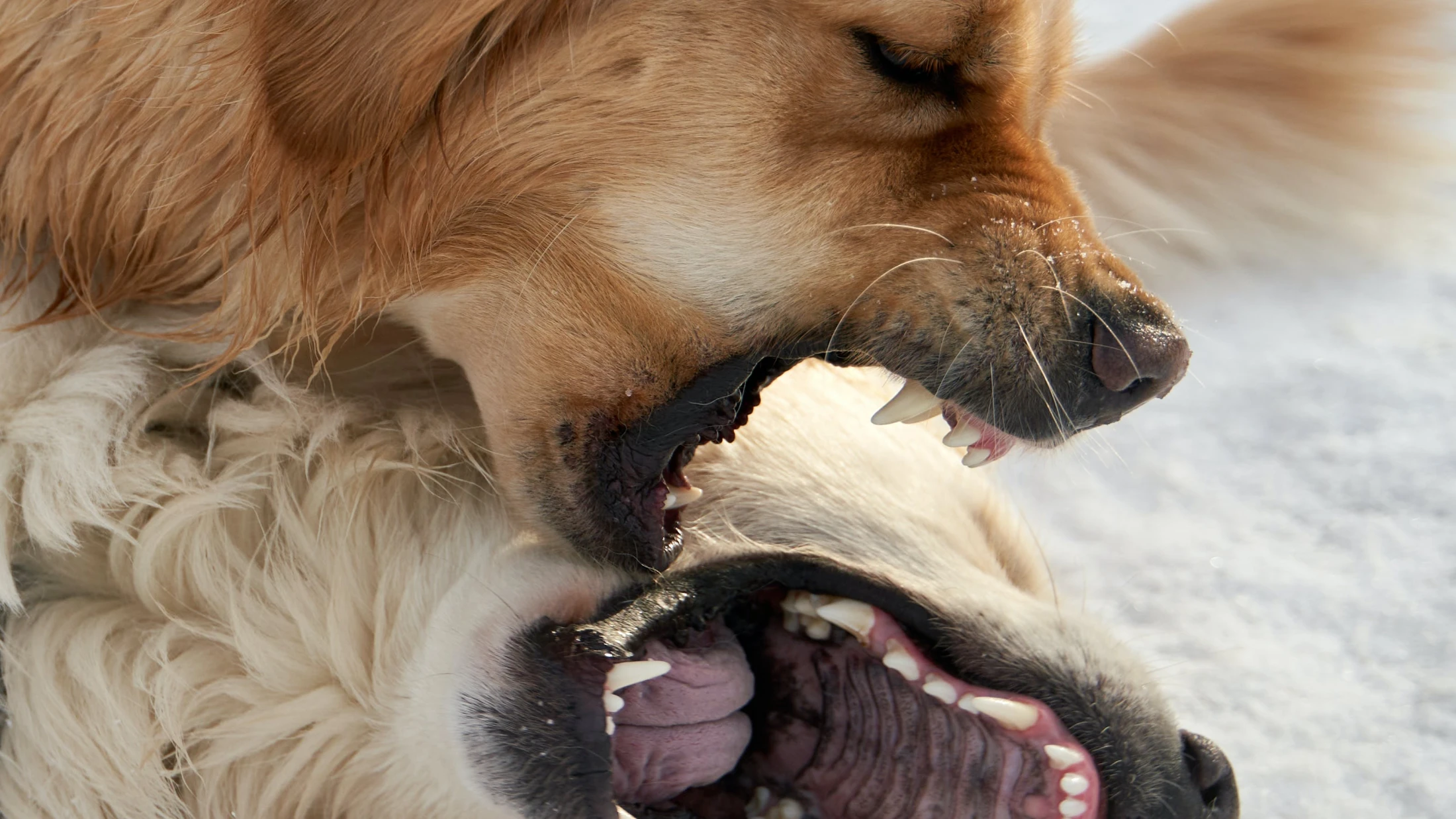 © Barnabas Davoti © Barnabas Davoti