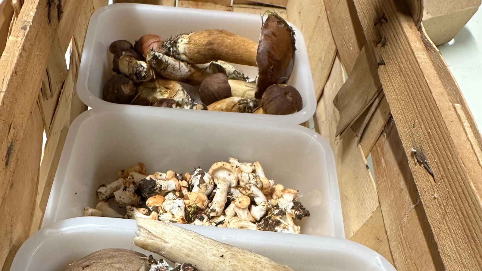 Basler Pilzkontrolle: Jeder Dritte Pilz war ungeniessbar oder giftig, © basilisk.ch Basler Pilzkontrolle: Jeder Dritte Pilz war ungeniessbar oder giftig, © basilisk.ch