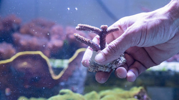 Faszinierendes Korallenbecken, © Zoo Basel