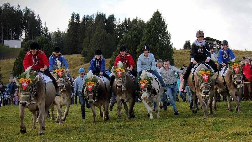 Alpchäsmarkt und Kuhrennen am Flumserberg, © ZVG Flumserberg Tourismus Alpchäsmarkt und Kuhrennen am Flumserberg, © ZVG Flumserberg Tourismus