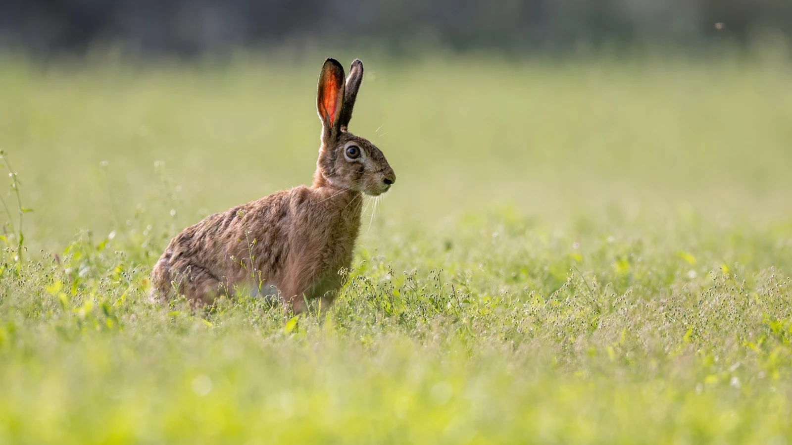 Mayen-Koblenz bölgesinde bir yaban tavşanında tavşan vebası (Hasenpest) olarak bilinen tularemi hastalığı tespit edildi. , © shutterstock Mayen-Koblenz bölgesinde bir yaban tavşanında tavşan vebası (Hasenpest) olarak bilinen tularemi hastalığı tespit edildi. , © shutterstock