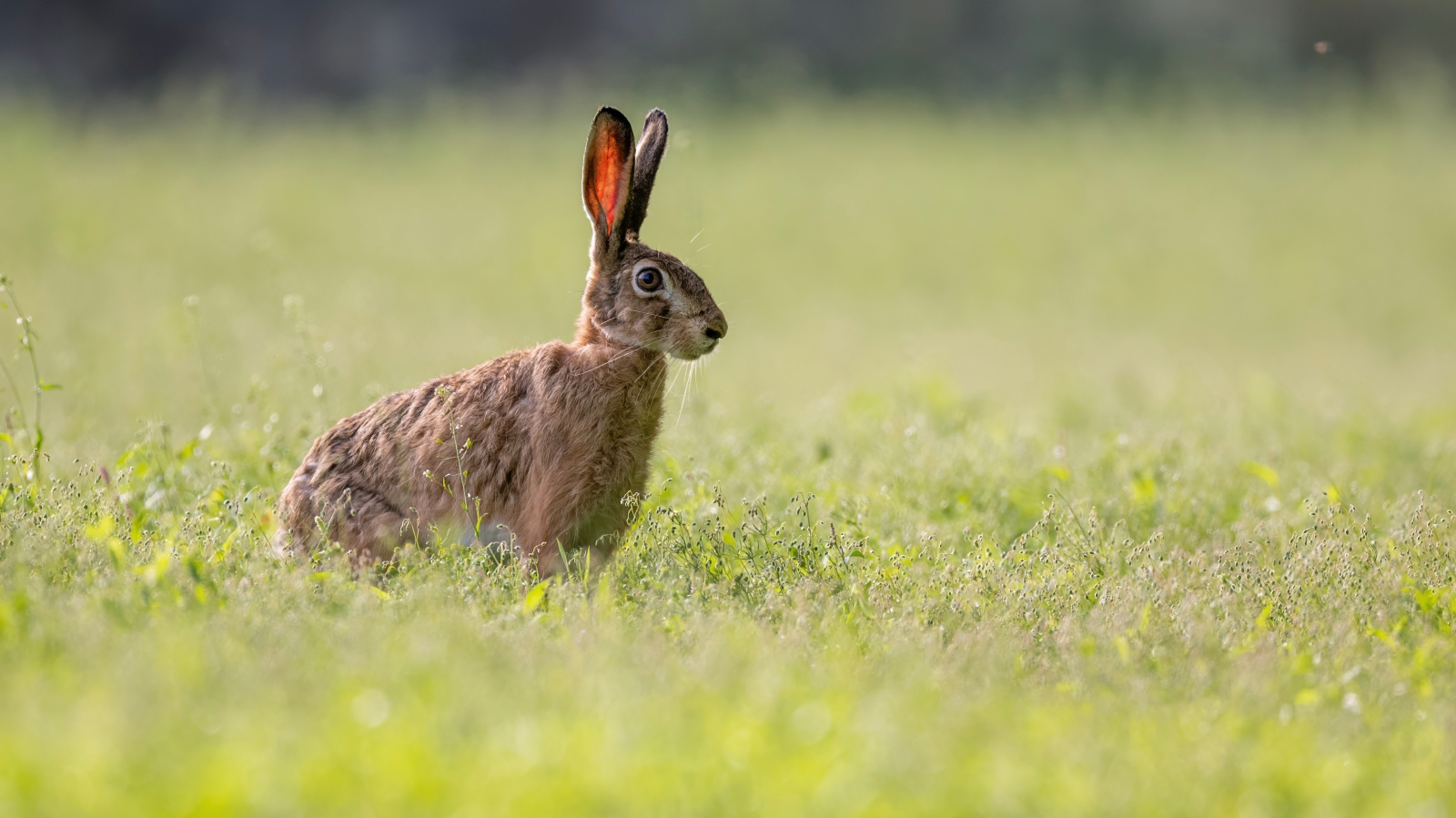 Mayen-Koblenz bölgesinde bir yaban tavşanında tavşan vebası (Hasenpest) olarak bilinen tularemi hastalığı tespit edildi. , © shutterstock