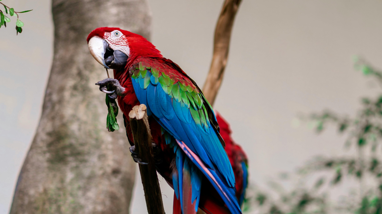 Warum können Papageien sprechen?, © Rafael Mendoza