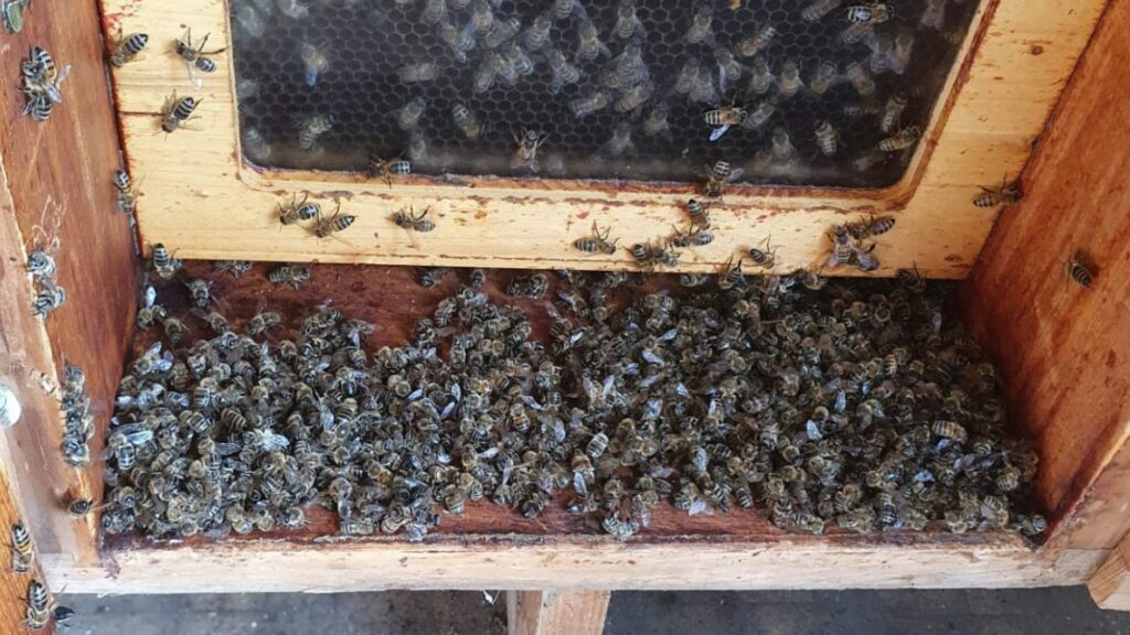 Zwei Fälle von Bienen-Vergiftungen durch Pflanzenschutzmittel, © Keystone/SDA