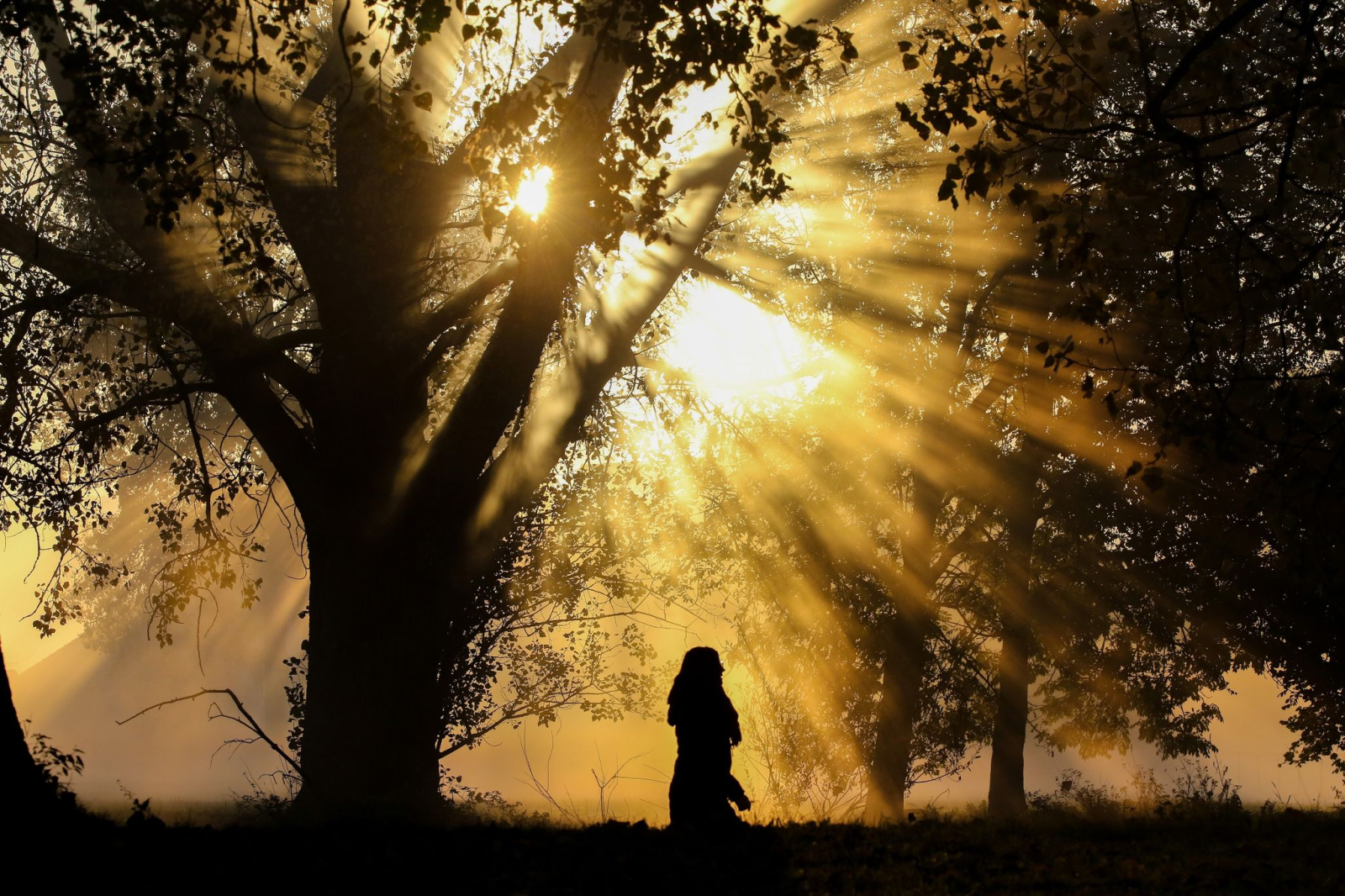 Eine Frau läuft im herbstlichen Morgennebel an Bäumen vorbei.