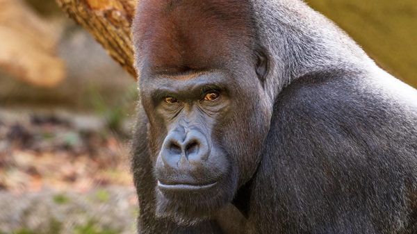 Was passiert bei einem Todesfall im Basler Zolli?, © Zoo Basel