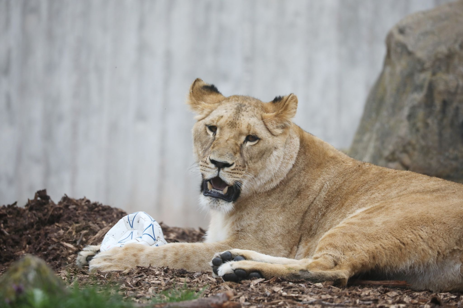 Löwin Latika liegt mit einem Ball im Thüringer Zoopark.