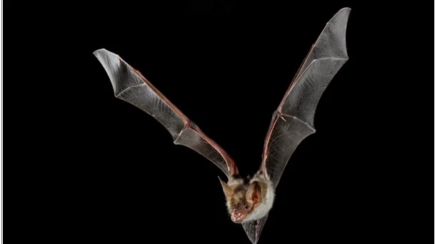 Fledermaus-Fotoausstellung , © Silvio_Hoch Fledermaus-Fotoausstellung , © Silvio_Hoch