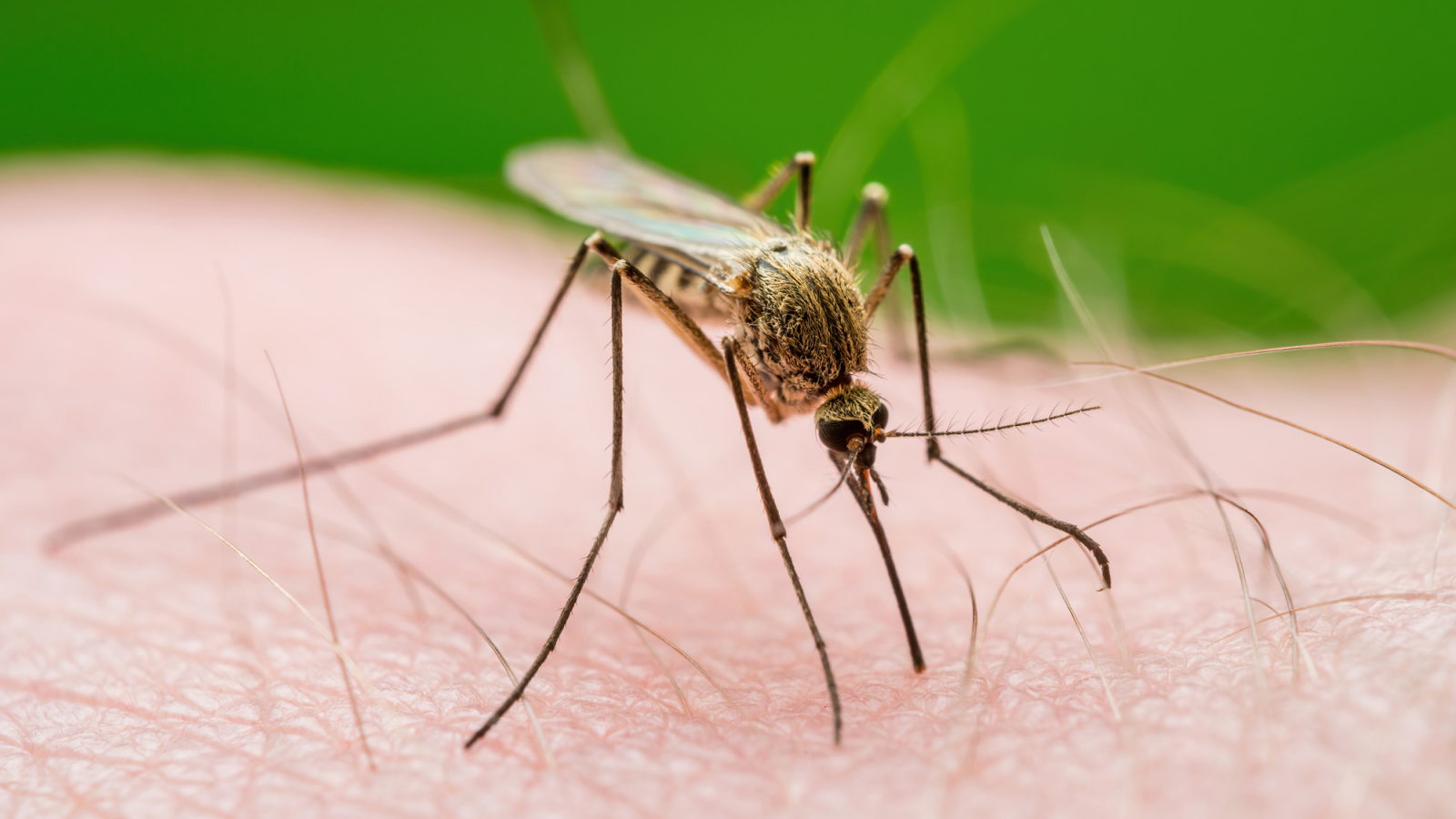 Mücke, © nechaevkon, Shutterstock