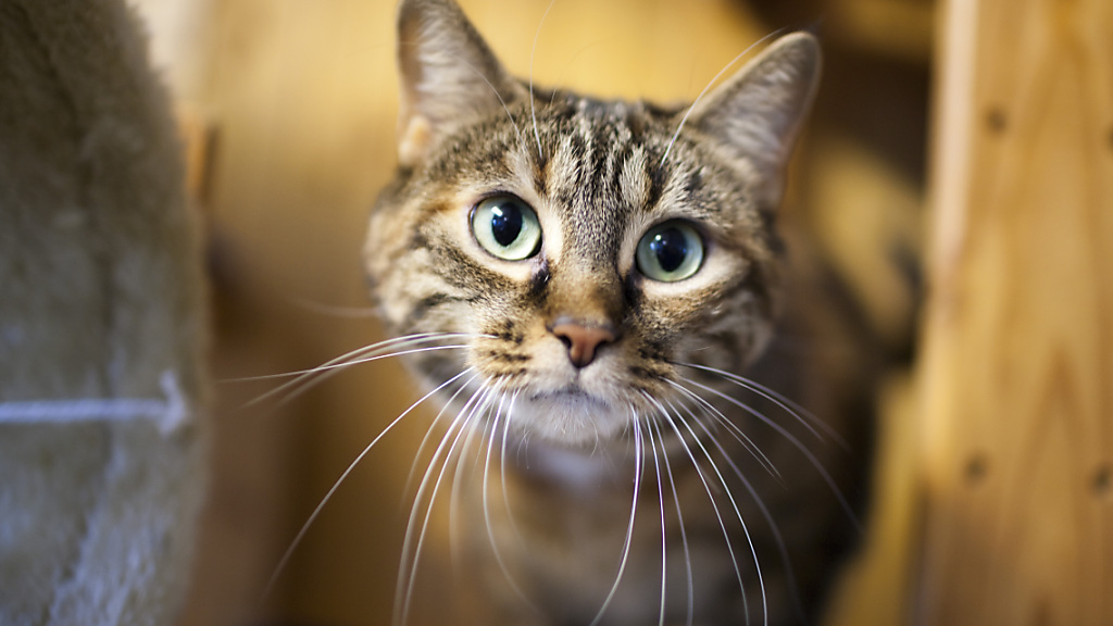 Keine Chip-Pflicht für Katzen in St. Gallen, © Keystone / SDA