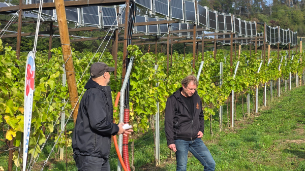 Strom gewinnen und gleichzeitig guten Wein produzieren