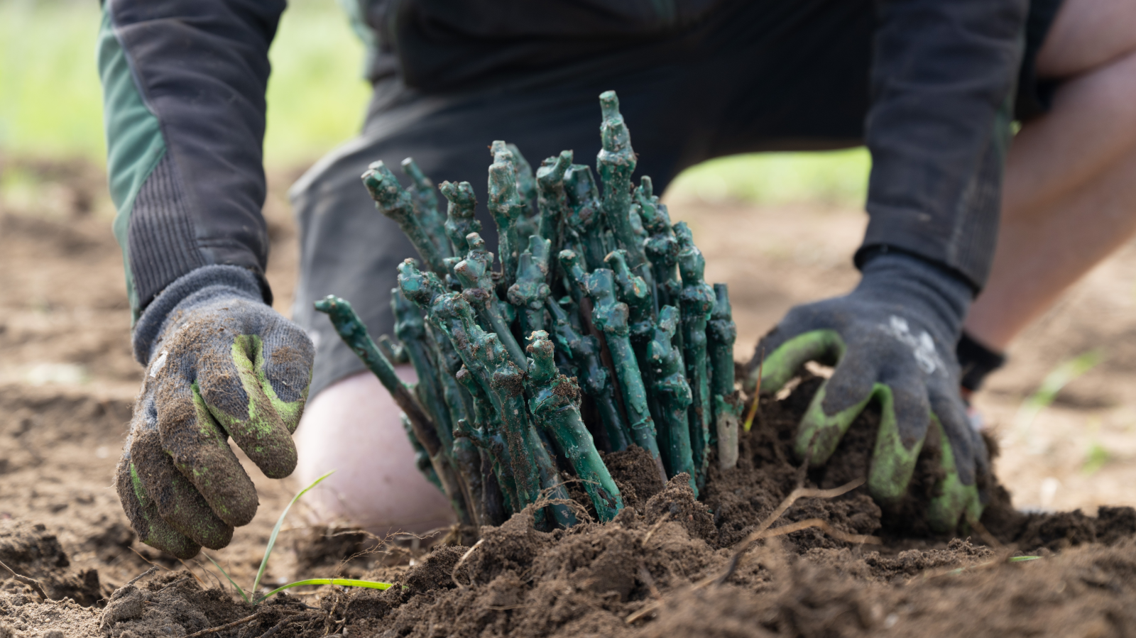 BW’de 2024 Hasadı GDO İçermiyor, © dpa