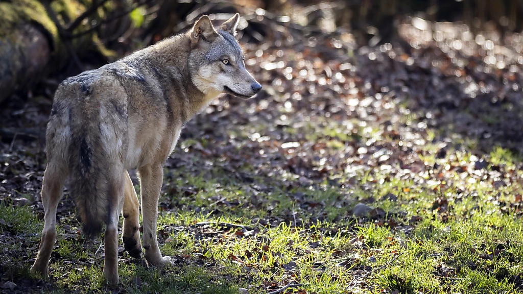 Wolf bereitet Bündnern am meisten Sorge, © Keystone / SDA / Symbol- & Archivbild Wolf bereitet Bündnern am meisten Sorge, © Keystone / SDA / Symbol- & Archivbild
