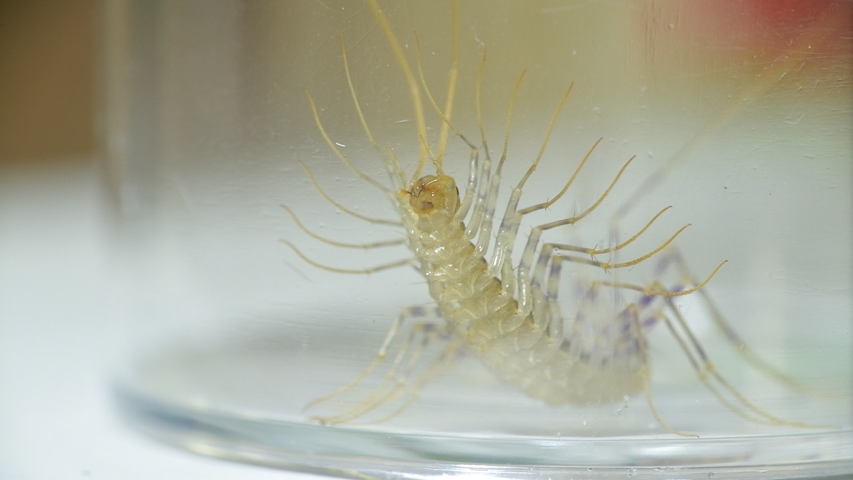 © Bähram Alagheband