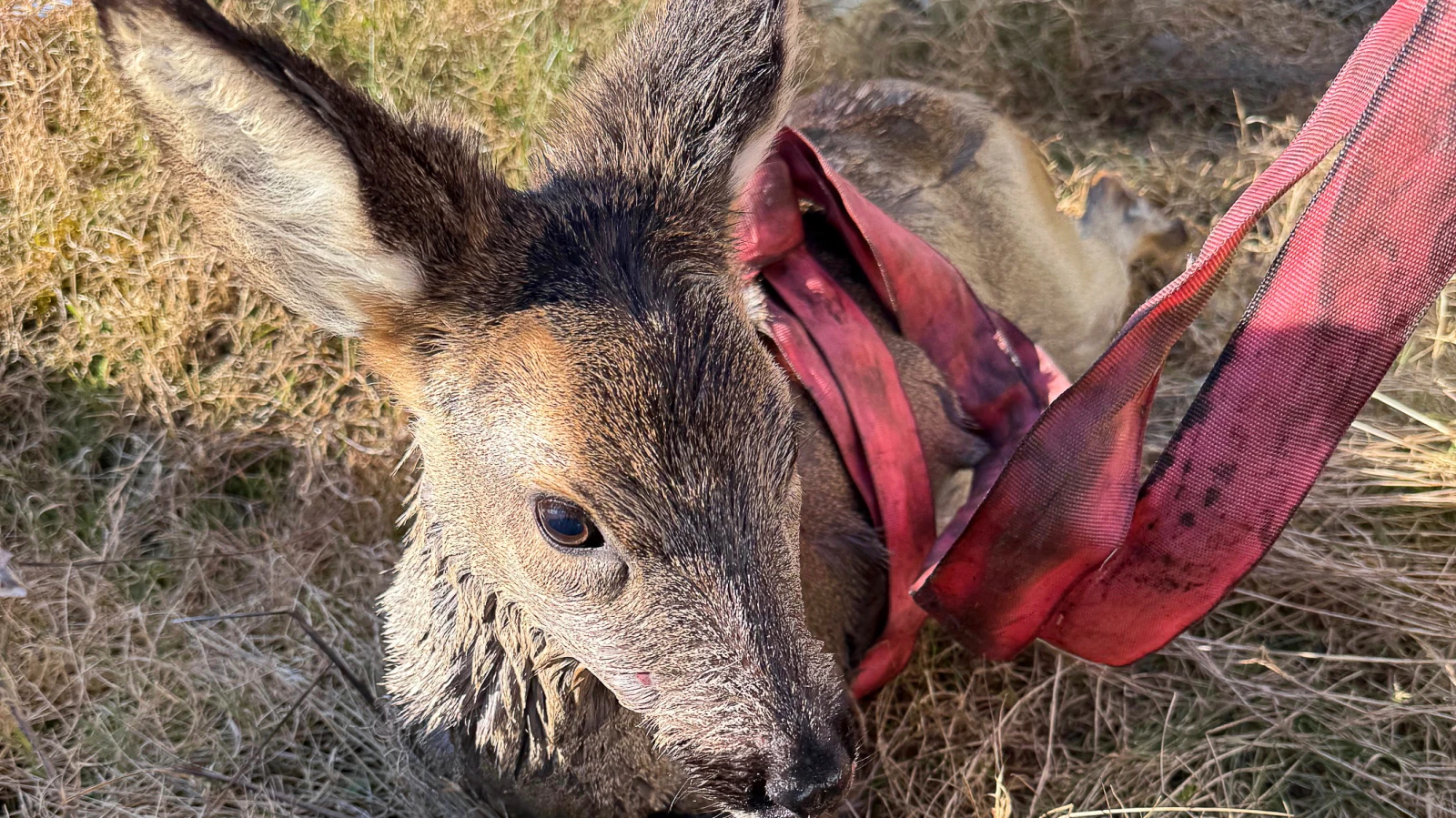 Bitkin Düşen Geyik, Havuzdan Kurtarıldı: İtfaiye Harekete Geçti, © dpa Bitkin Düşen Geyik, Havuzdan Kurtarıldı: İtfaiye Harekete Geçti, © dpa