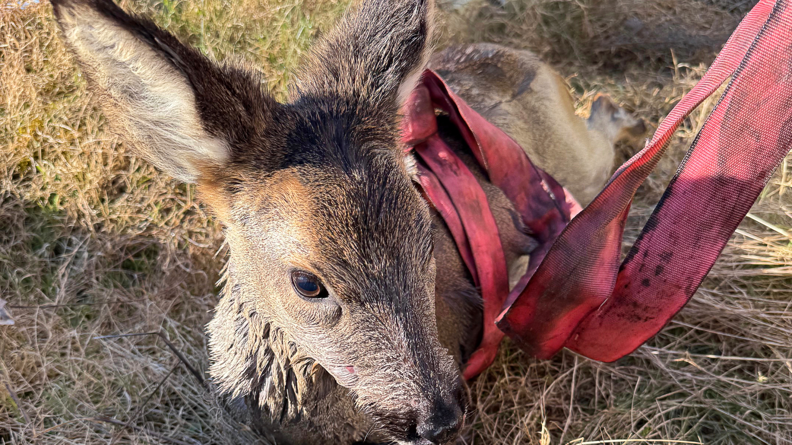 Bitkin Düşen Geyik, Havuzdan Kurtarıldı: İtfaiye Harekete Geçti, © dpa