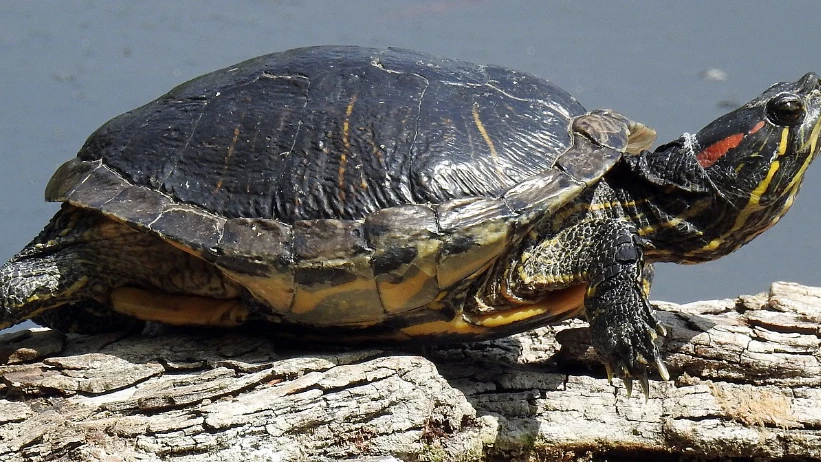 Schildkröten-Problem in Hard, © Wikipedia Schildkröten-Problem in Hard, © Wikipedia