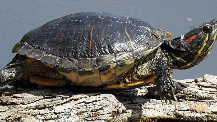 Schildkröten-Problem in Hard, © Wikipedia