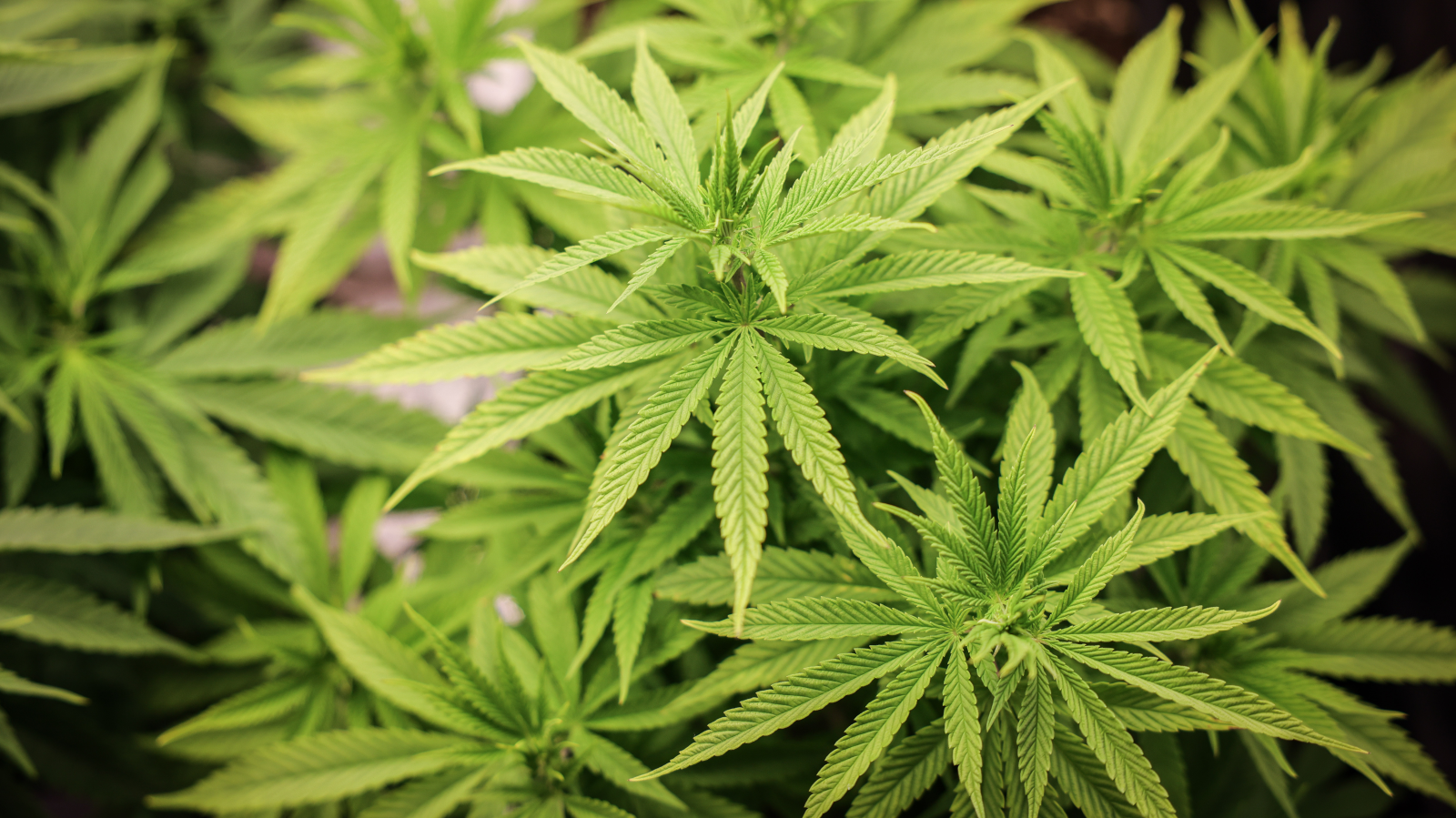 Kaçak Kenevir Tarlasına Baskın!, © dpa