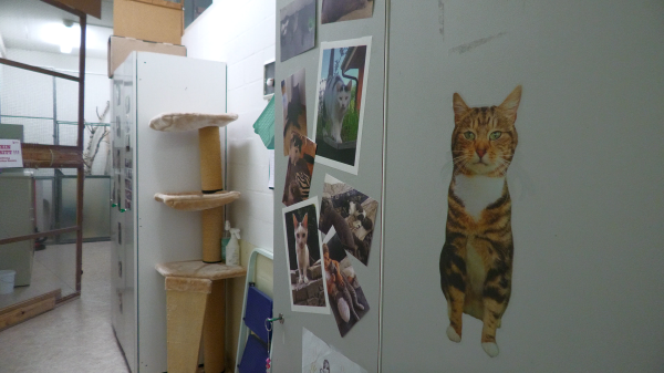 Katzenhaus nach dem Brand