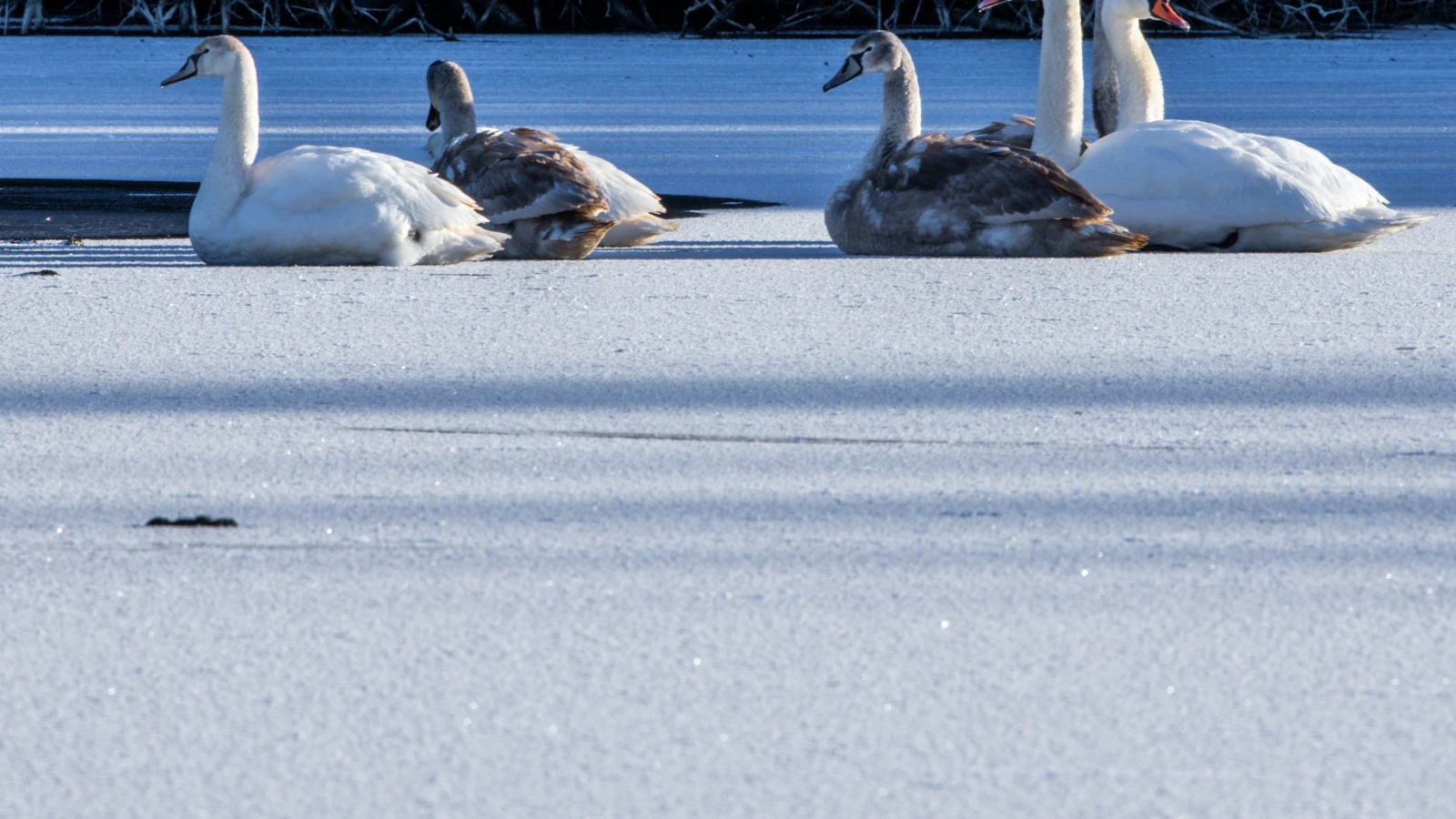 Bodensee Kısmen Dondu: Su Koruma Polisi Uyarıyor!, © Jens Büttner/dpa Bodensee Kısmen Dondu: Su Koruma Polisi Uyarıyor!, © Jens Büttner/dpa