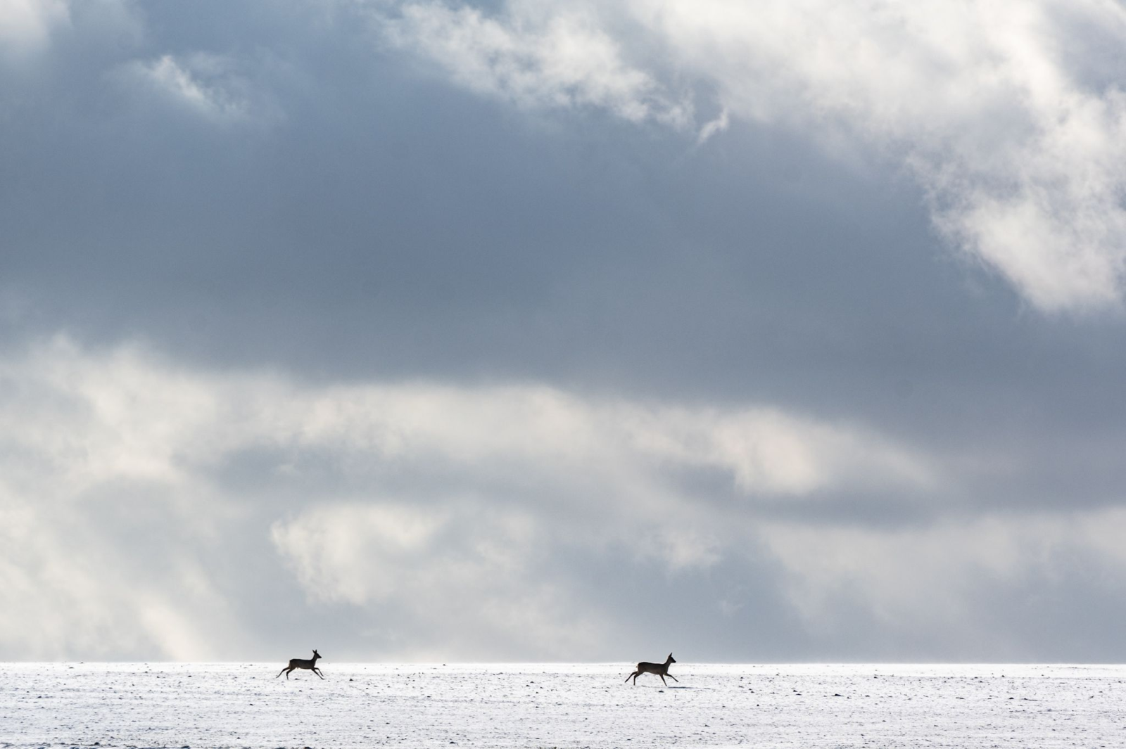 Rehe laufen über ein schneebedecktes Feld.