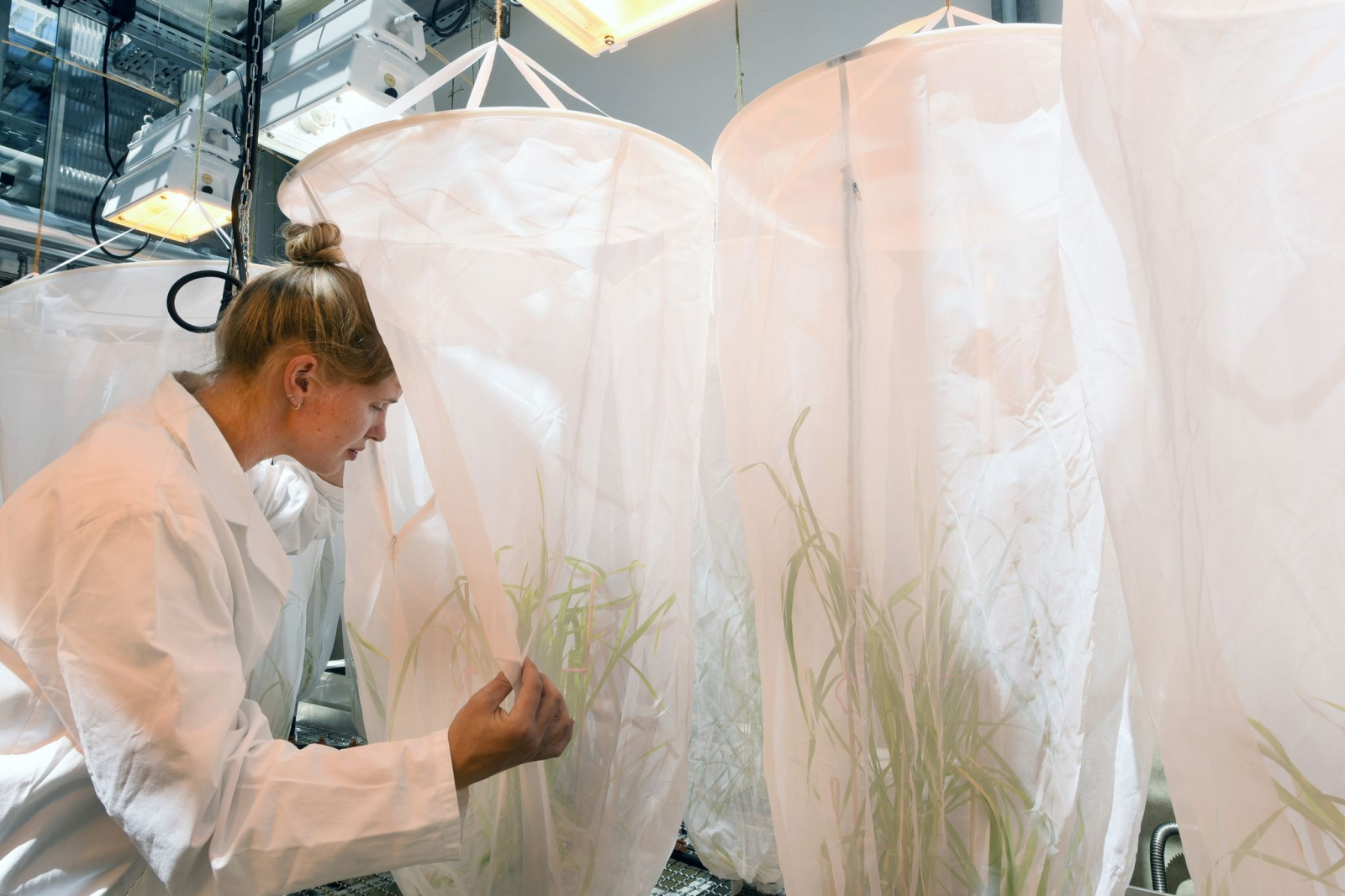 Die Masterstudentin Marie Himmel begutachtet im Forschungsgewächshaus vom iDiv Halle-Jena-Leipzig in Netzkäfigen ihr Blattlaus-Experiment.