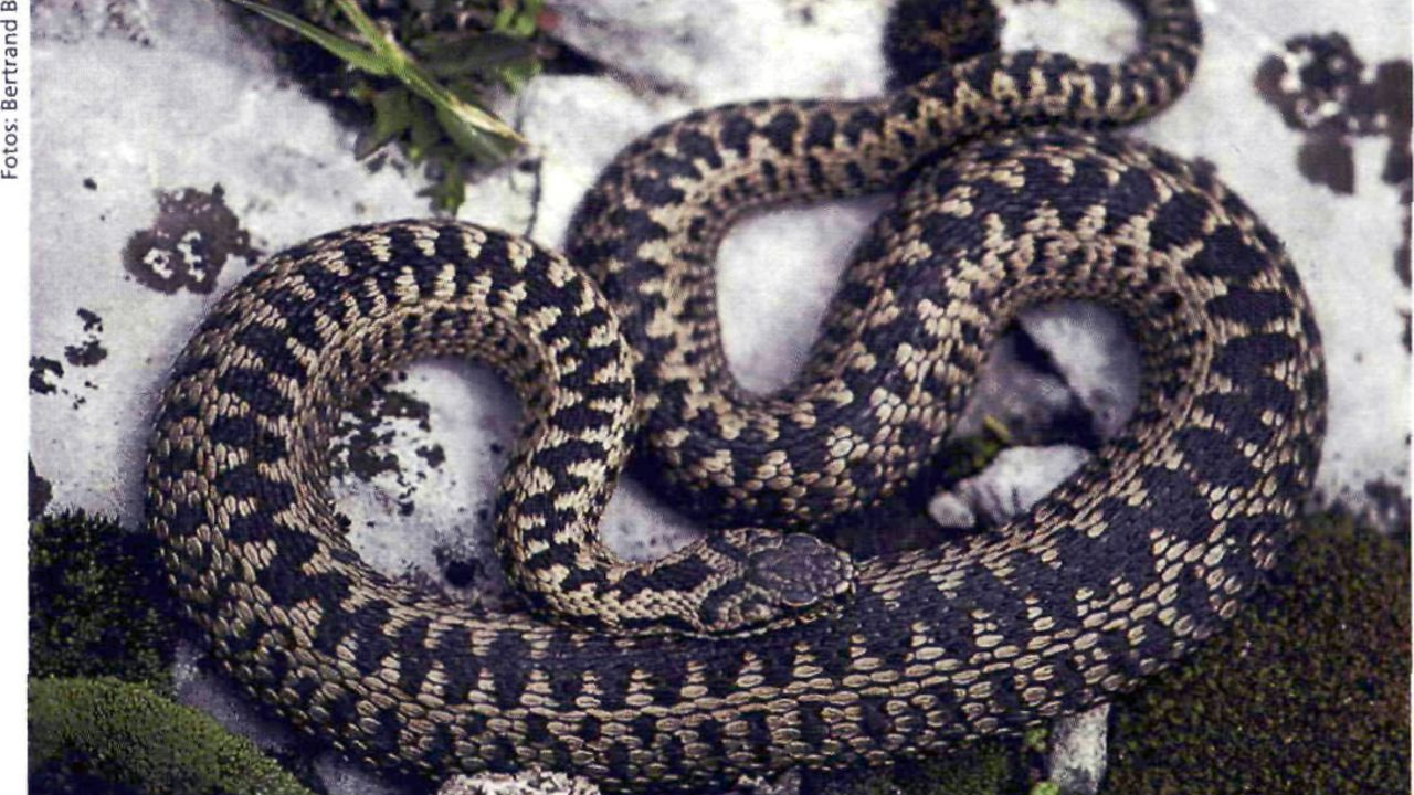 © Schweizer Alpen-Club SAC