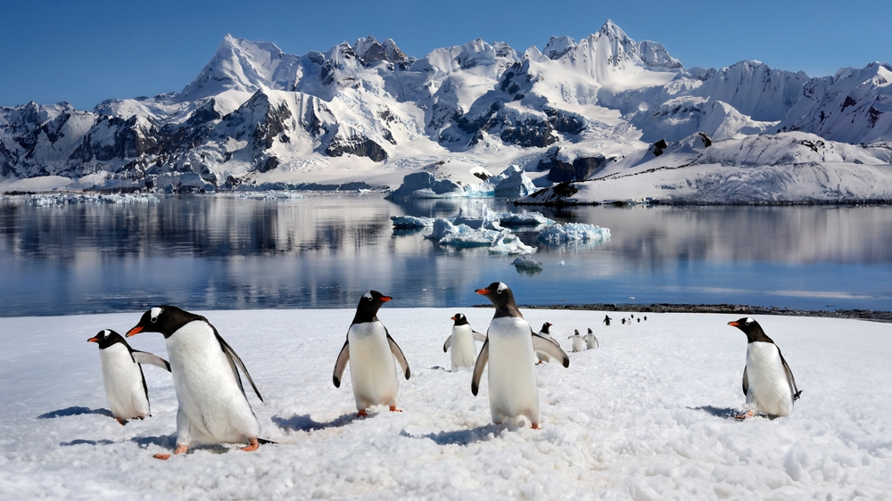 Penguenler Gerçek Değil mi? Şaşırtan Gerçek!, © shutterstock