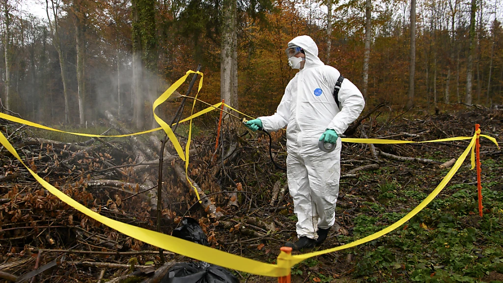 Afrikanische Schweinepest bedroht vom Süden her das Tessin, © Keystone / SDA / Symbolbild Afrikanische Schweinepest bedroht vom Süden her das Tessin, © Keystone / SDA / Symbolbild