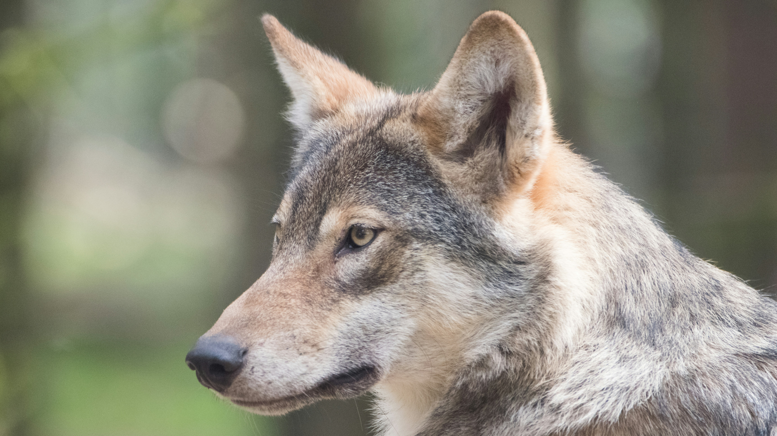 Bund bewilligt Abschuss von Nationalparkrudel, © Unsplash m-zonderling