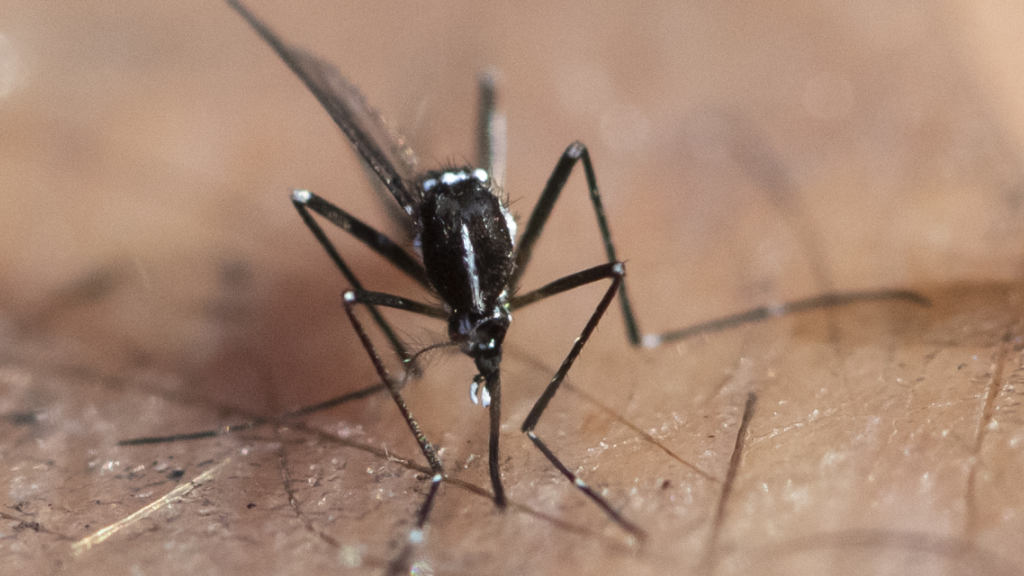 Neuartiger Impfstoff gegen Dengue-Fieber erfolgreich getestet, © Archiv- / Symbolbild