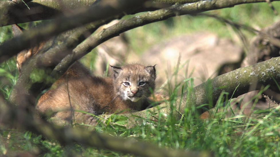 Junge Luchse sind zurück im Tierpark Lange Erlen, © Tierpark Langen Erlen