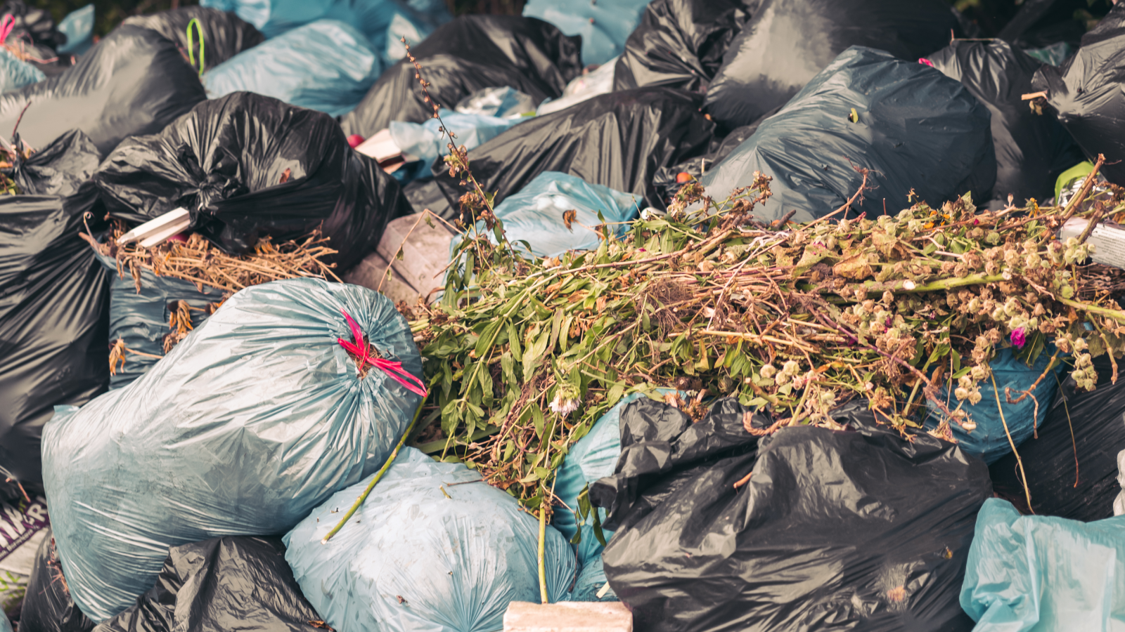 Almanya Ormanlarında Çöp Alarmı!, © Envato