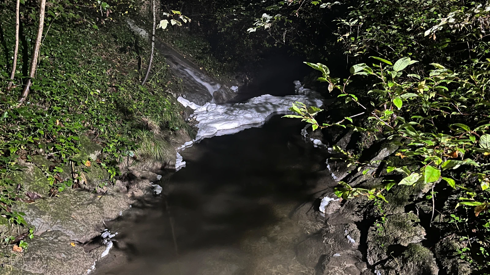 Fische verenden in Frauenfeld wegen Rüben-Maische, © Kapo TG Fische verenden in Frauenfeld wegen Rüben-Maische, © Kapo TG