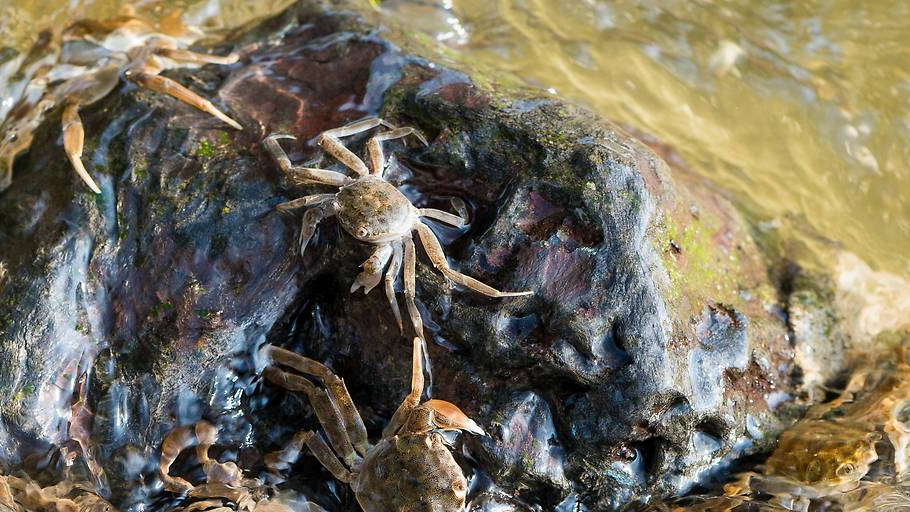 Bodensee unter Beobachtung für neue Tierarten, © IMAGO / imagebroker / ORF Vorarlberg