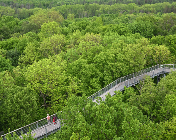 Mit seinen Buchenwäldern gehört der Nationalpark Hainich zu den Weltnaturerbestätten der Unesco. (Archivbild) , © Martin Schutt/dpa