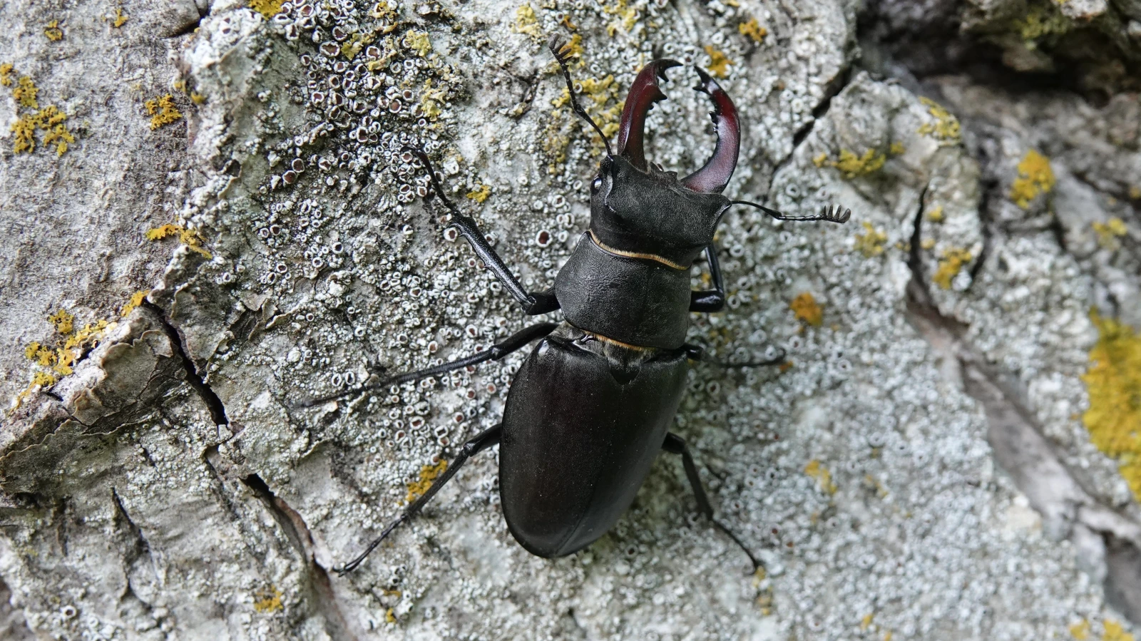 Erfreuliche Mitwirkung am Projekt Hirschkäfer, © IKR / Jürgen Kühnis Erfreuliche Mitwirkung am Projekt Hirschkäfer, © IKR / Jürgen Kühnis