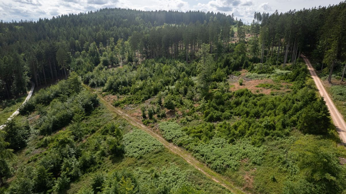 “NRW Pflanzt” Projesiyle 1 Milyon Yeni Ağaç Hedefleniyor!, © Lando Hass/dpa