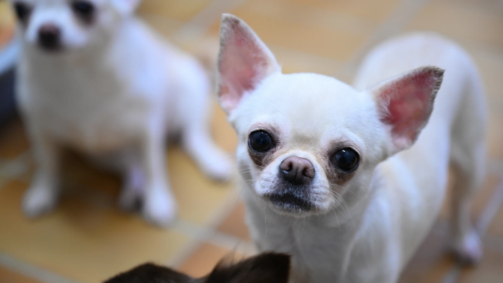 Berlin’de Bir Hafta Boyunca “Köpek Dışkısı” Denetimleri!, © dpa Berlin’de Bir Hafta Boyunca “Köpek Dışkısı” Denetimleri!, © dpa