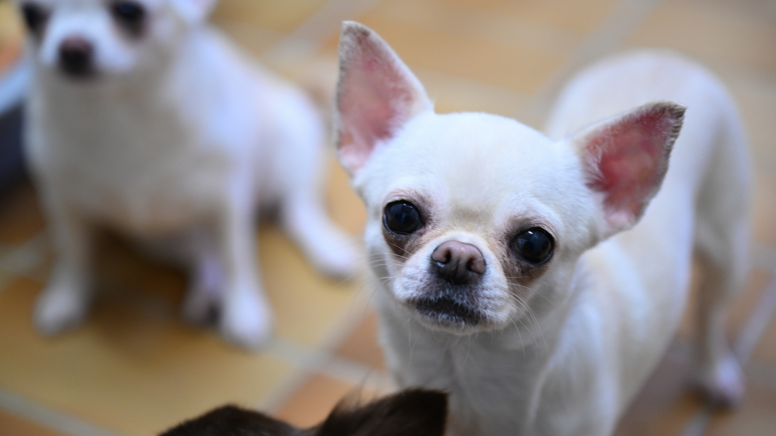 Berlin’de Bir Hafta Boyunca “Köpek Dışkısı” Denetimleri!, © dpa