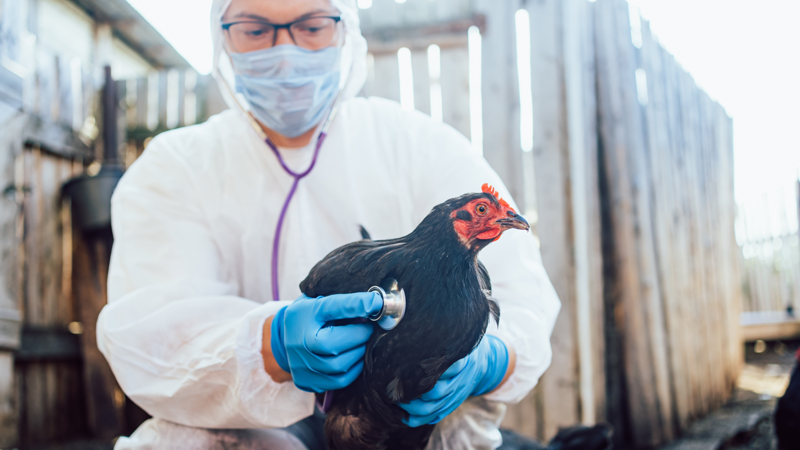 Kuş Gribi Brandenburg’da Yayılıyor: Çiftçilerde Endişe Artıyor, © shutterstock