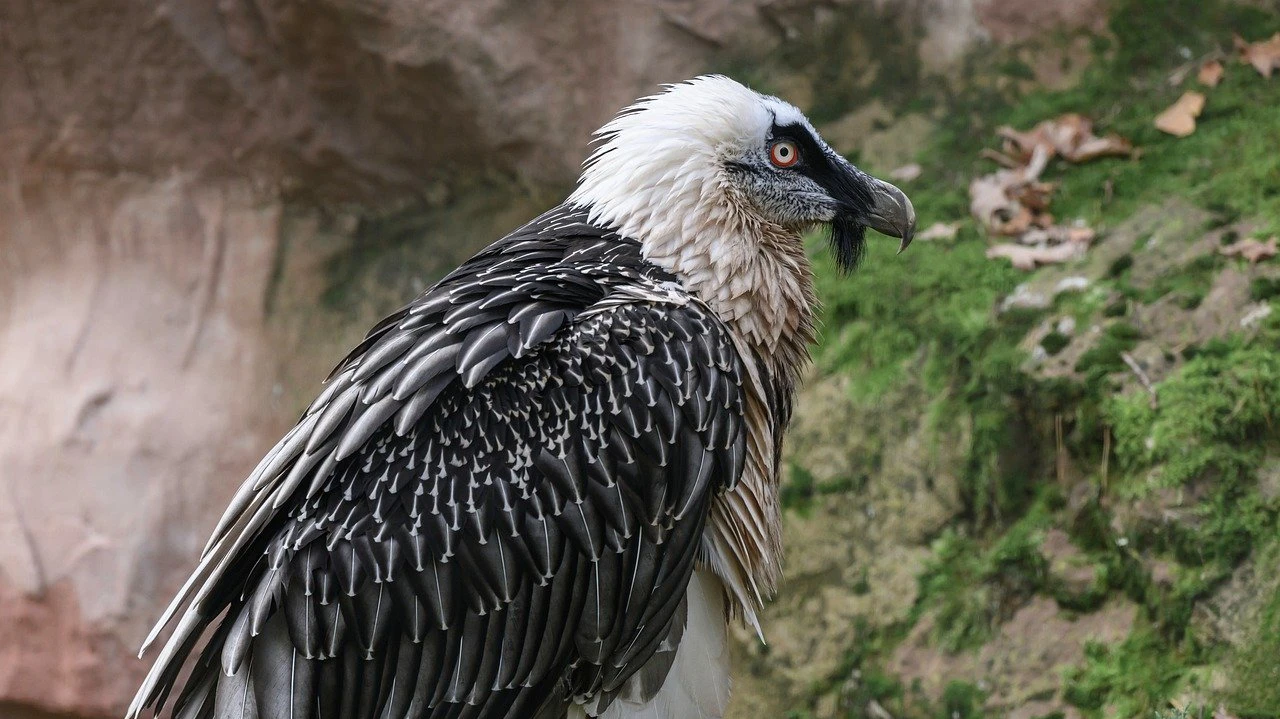 Wildtierbestände sind um 73 Prozent geschrumpft, © Armin Forster/Pixabay Wildtierbestände sind um 73 Prozent geschrumpft, © Armin Forster/Pixabay