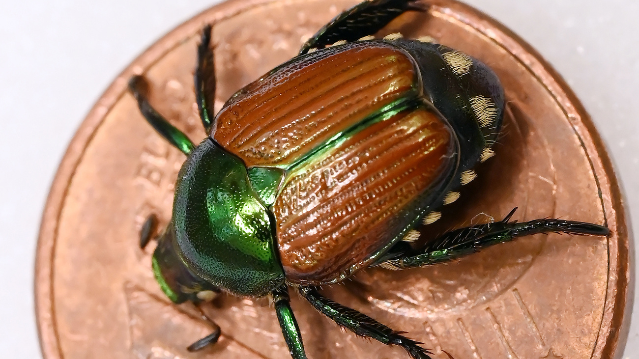 Der Japankäfer, © Keystone-SDA